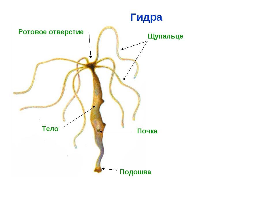 Кракен ссылка тор kr2web in
