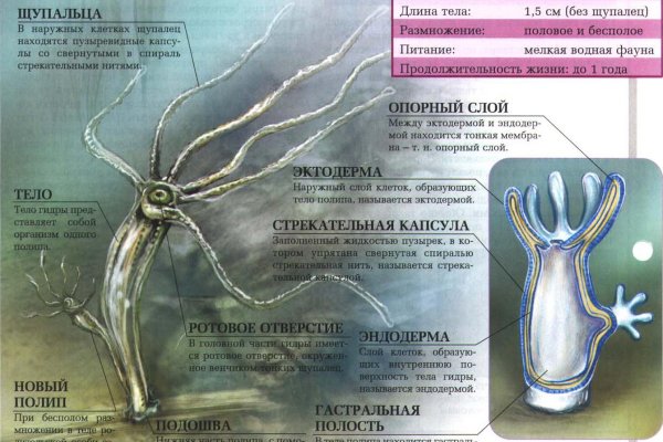 Kraken at зеркало